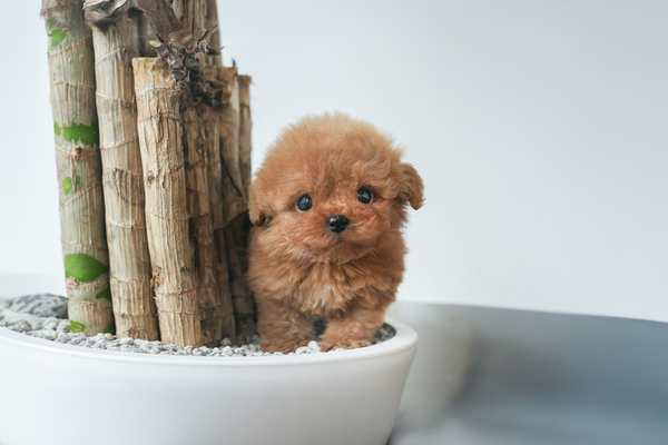 토이푸들(에프리)_남아_밀목애견_140426 복사무료.jpg