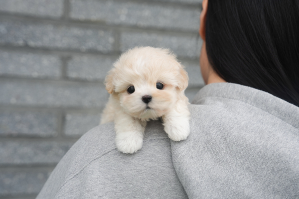 말티푸_남아_유일_150227 복사15.jpg