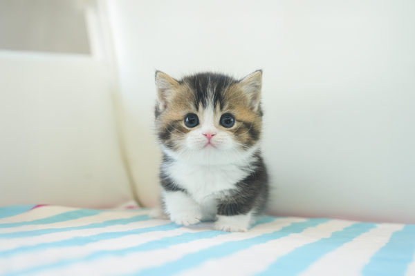 먼치킨_남아_포캣_080180 복사.jpg