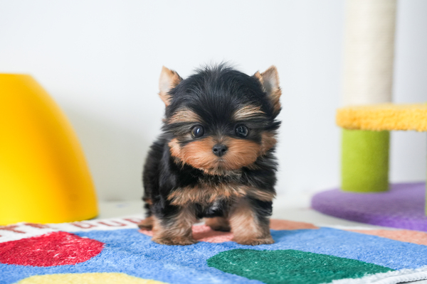 요크셔테리어_남아_허니하우스_520244 저나.jpg