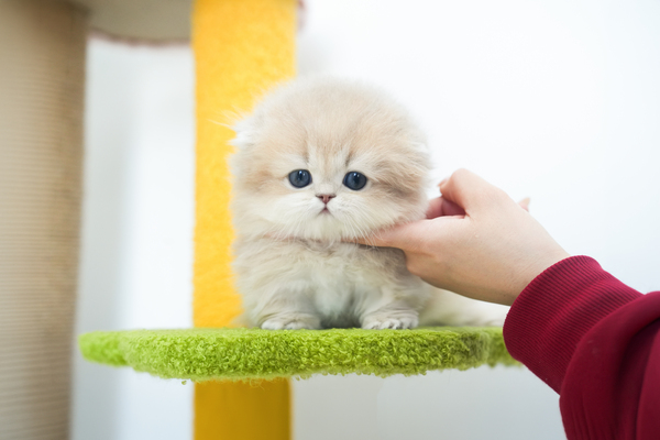 먼치킨_여아_냥냥이네2호점_3807105 복사.jpg