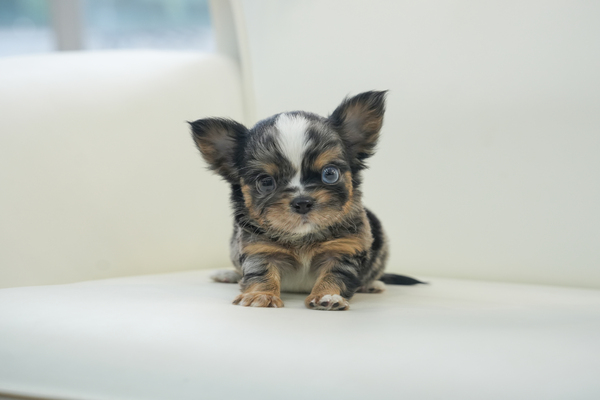 치와와_남아_서울애견_330125 복사 35.jpg