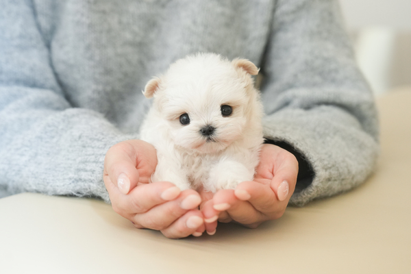 말티푸_여아_둥이네_790236 복사30.jpg