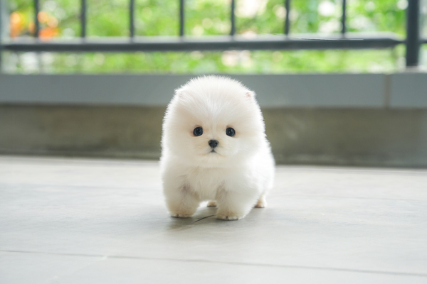 폼스키_남아_부광원_140728 복사 저나.jpg