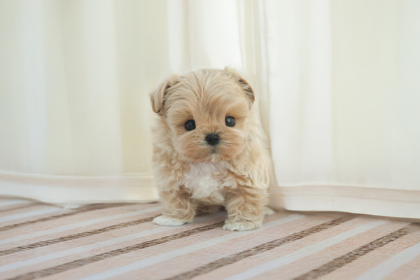 말티푸_남아_강남켄넬_230437 복사15.jpg