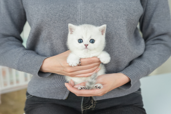 브숏_여아_도담캣_310727 복사65.jpg