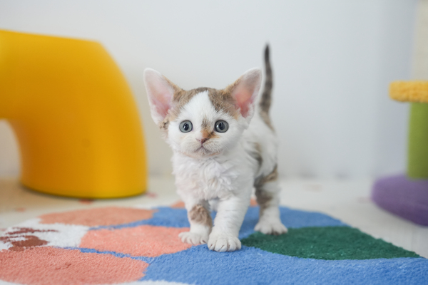 데본렉스_여아_마린캣_400730 복사.jpg