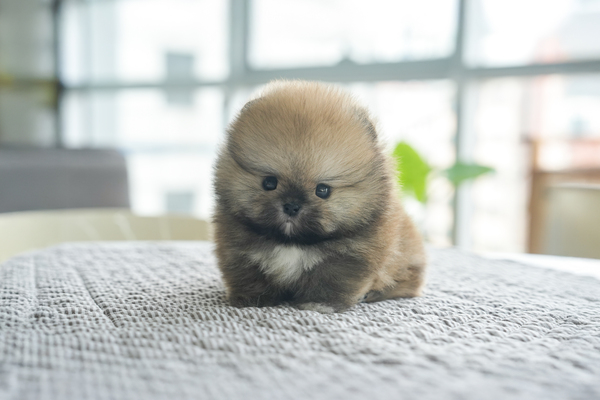 포메_남아_스노우윙_310555 복사 저나.jpg