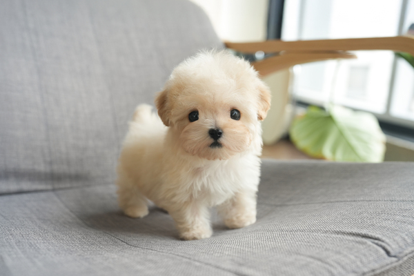 토이푸들(크림)_남아_이오윤_650220 복사.jpg