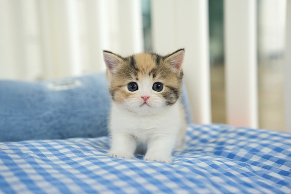 브숏_여아_캣츠나비_150314 복사.jpg