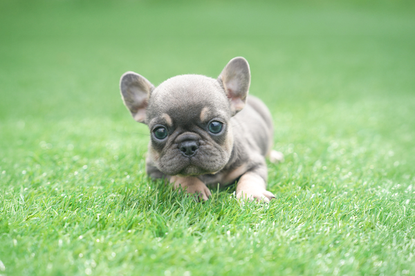 프렌치불독_여아_큰개마을_1501105 복사.jpg