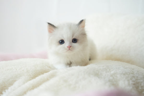 랙돌_남아_소라캣_280328 복사.jpg