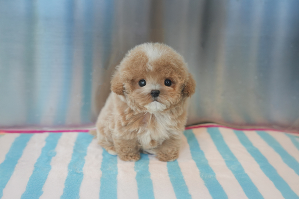 토이푸들(크림파티)_남아_한돌_420335 복사.jpg