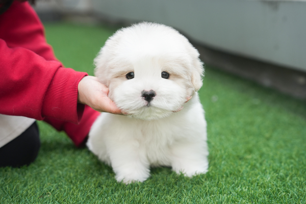 꼬똥_남아_수아펫_8501150 복사.jpg