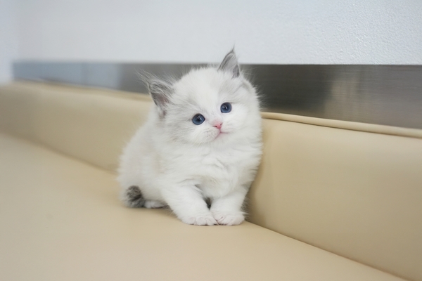 랙돌_남아_k-1캣터리_390130 복사.jpg