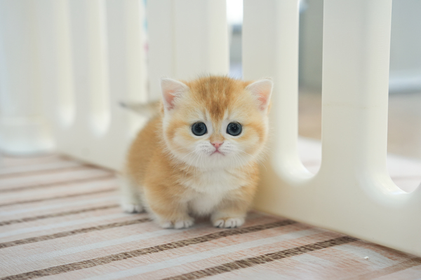 먼치킨_여아_냥냥이네2호점_310275 복사.jpg