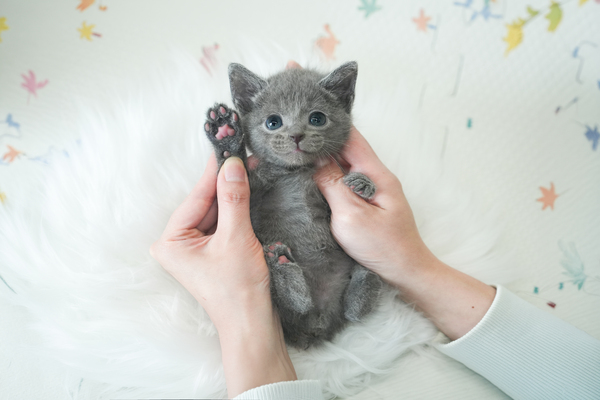 러시안블루_남아_진이캣_340742 _65-copy-0.jpg