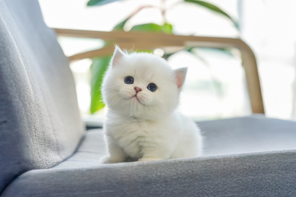 먼치킨_남아_다온_3502165 복사.jpg