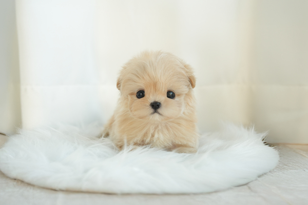 말티푸_여아_에이스켄넬_030240 복사15.jpg