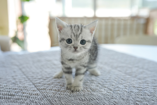 아메리칸숏헤어_여아_더블원_400248 복사65.jpg