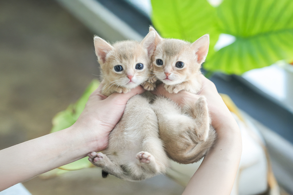 아비시니안_남아남아_예삐캣_370638_370435 복사 저나.jpg