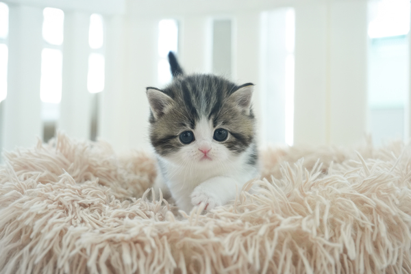 브숏_남아_다솜_370230 (2) 복사.jpg