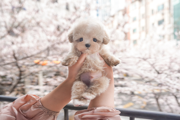 토이푸들(크림)_남아_이오윤_650320 복사.jpg