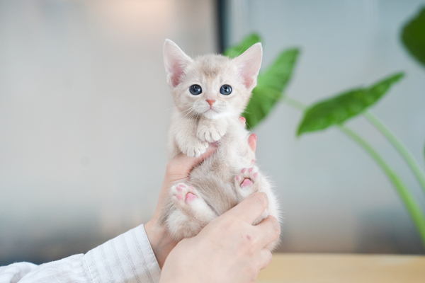 아비시니안_남아_진이캣_050725 복사 20.jpg