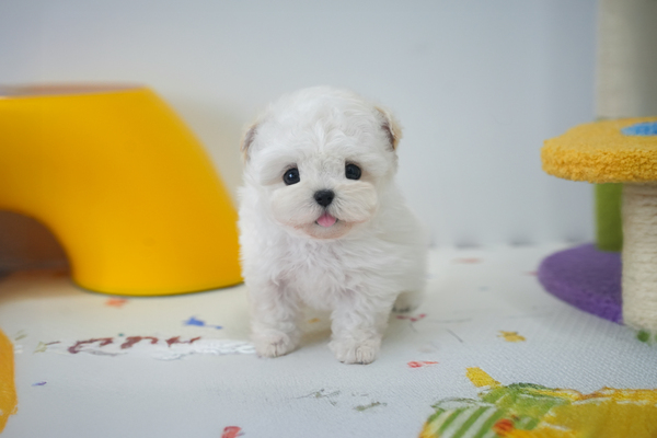 미니비숑_남아_혜민스타젠_740333 복사25.jpg