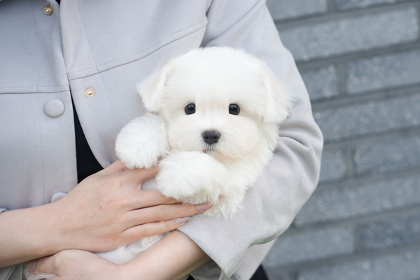 꼬숑_남아_허니하우스_670520 복사.jpg