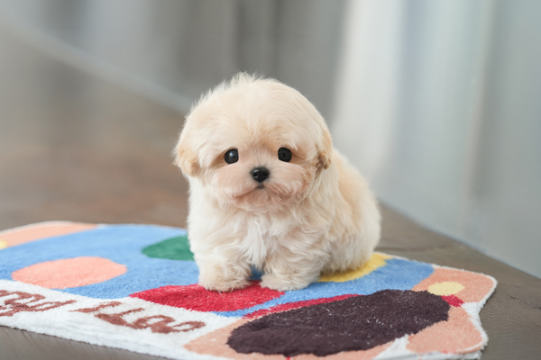 푸숑_남아_골든티스_660524 복사 25.jpg