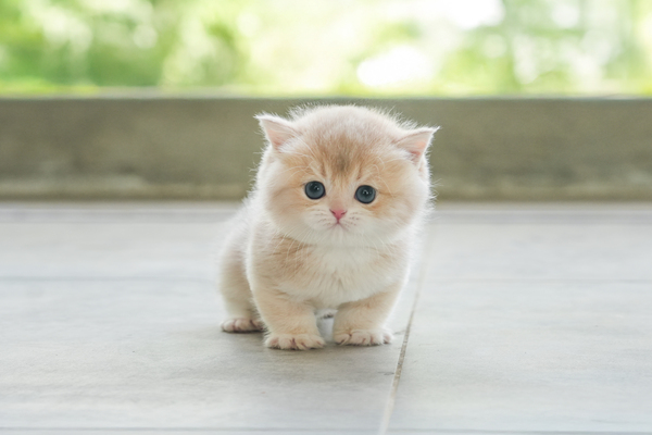 브숏_남아_라온캐터리_240335 복사75.jpg