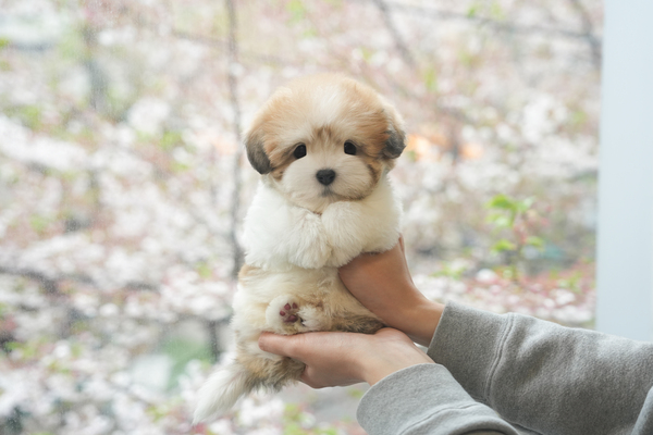 꼬숑_남아_에이스켄넬_810385 복사 저나.jpg