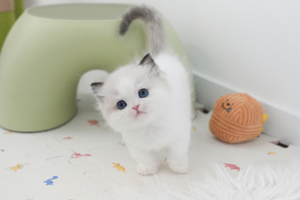 랙돌_여아_말괄냥이_300820 복사45.jpg