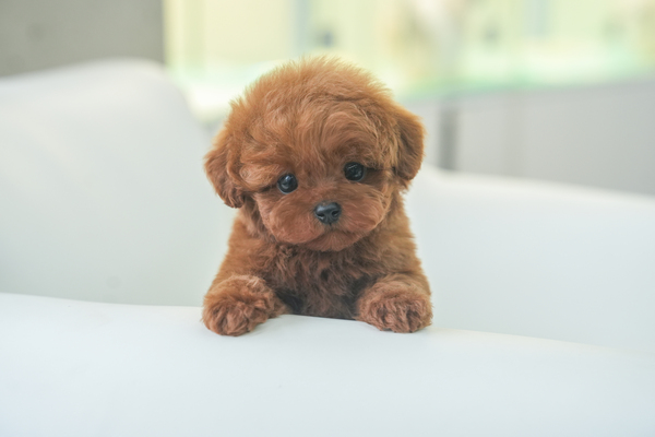 토이푸들(에프리)_남아_정석민_290115 복사 무료.jpg