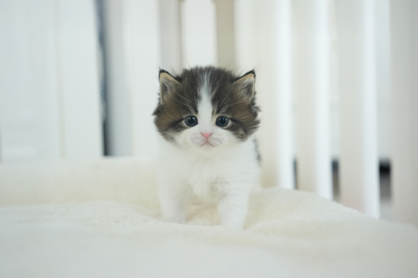 노르웨이숲_남아_냥이와양이_010434 복사.jpg