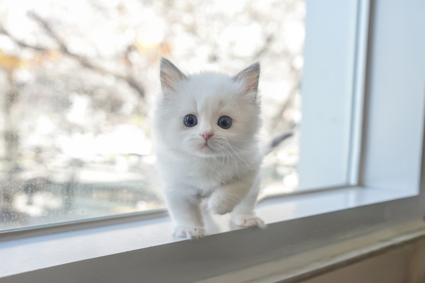 랙돌_남아_소라캣_290724 복사65.jpg