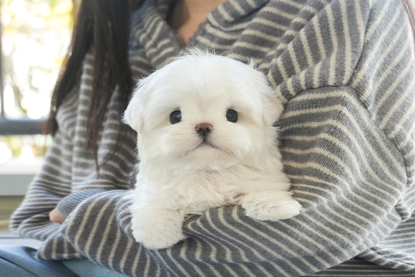 말티즈_남아_똥강아지_630227 복사 무료.jpg