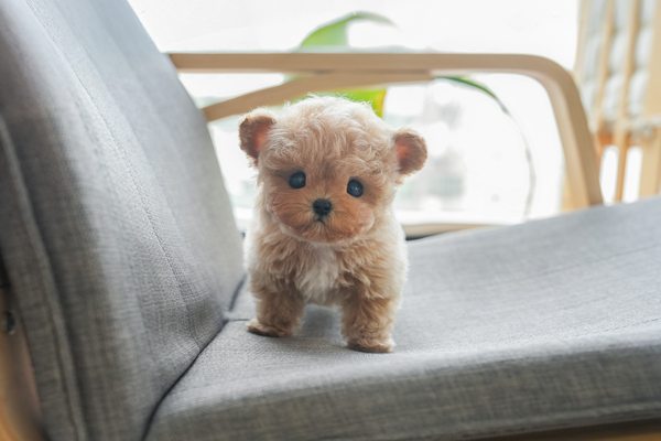 말티푸_남아_강아지나라_550395 복사 저나.jpg