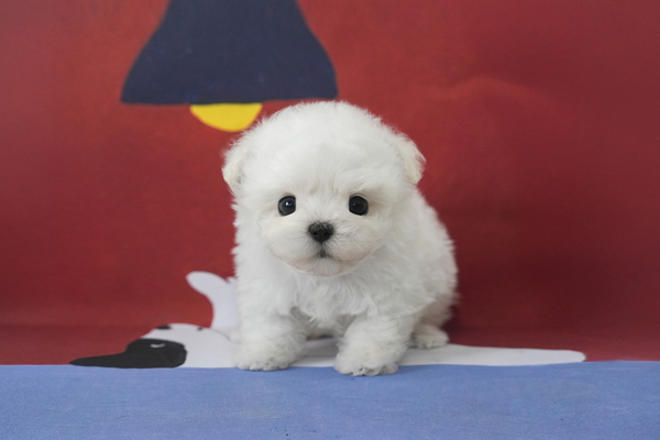 미니비숑_여아_혜민스타젠_740134 복사 무료.jpg