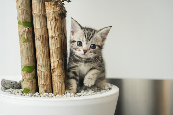 아메리칸숏헤어_남아_더블원_060638 복사 55.jpg