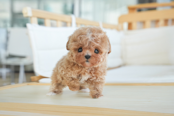 토이푸들(크림)_남아_EO옥탑방_570533 복사55.jpg