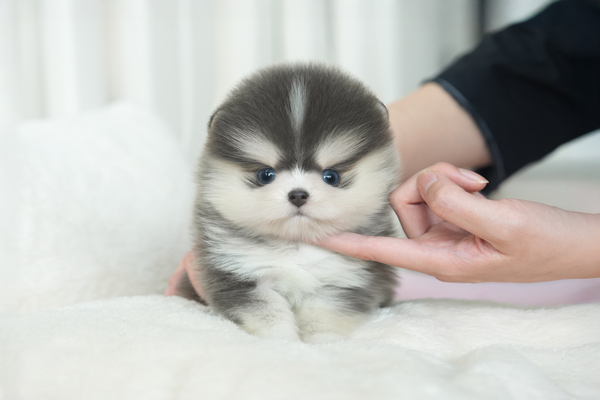 폼스키_남아_충남켄넬_440275 복사.jpg