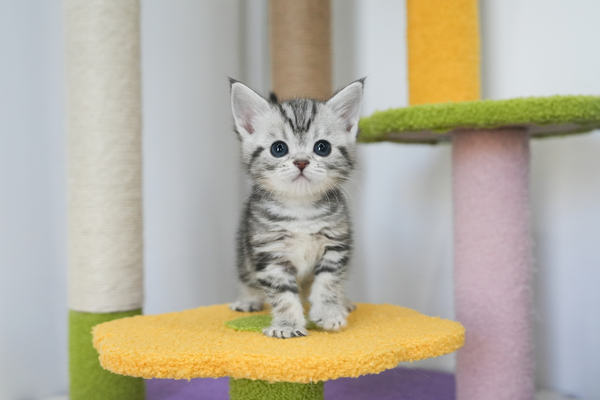 아메리칸숏헤어_여아_더블원_400648 복사65.jpg