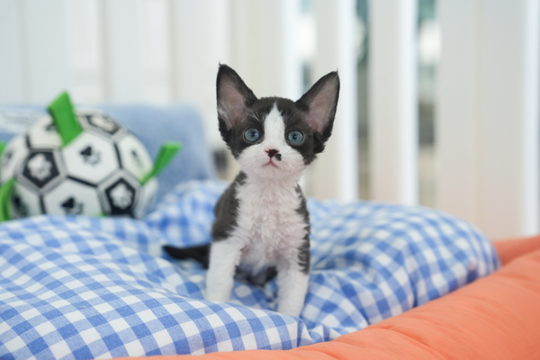 데본렉스_여아_고창이네_040243 복사 저나.jpg