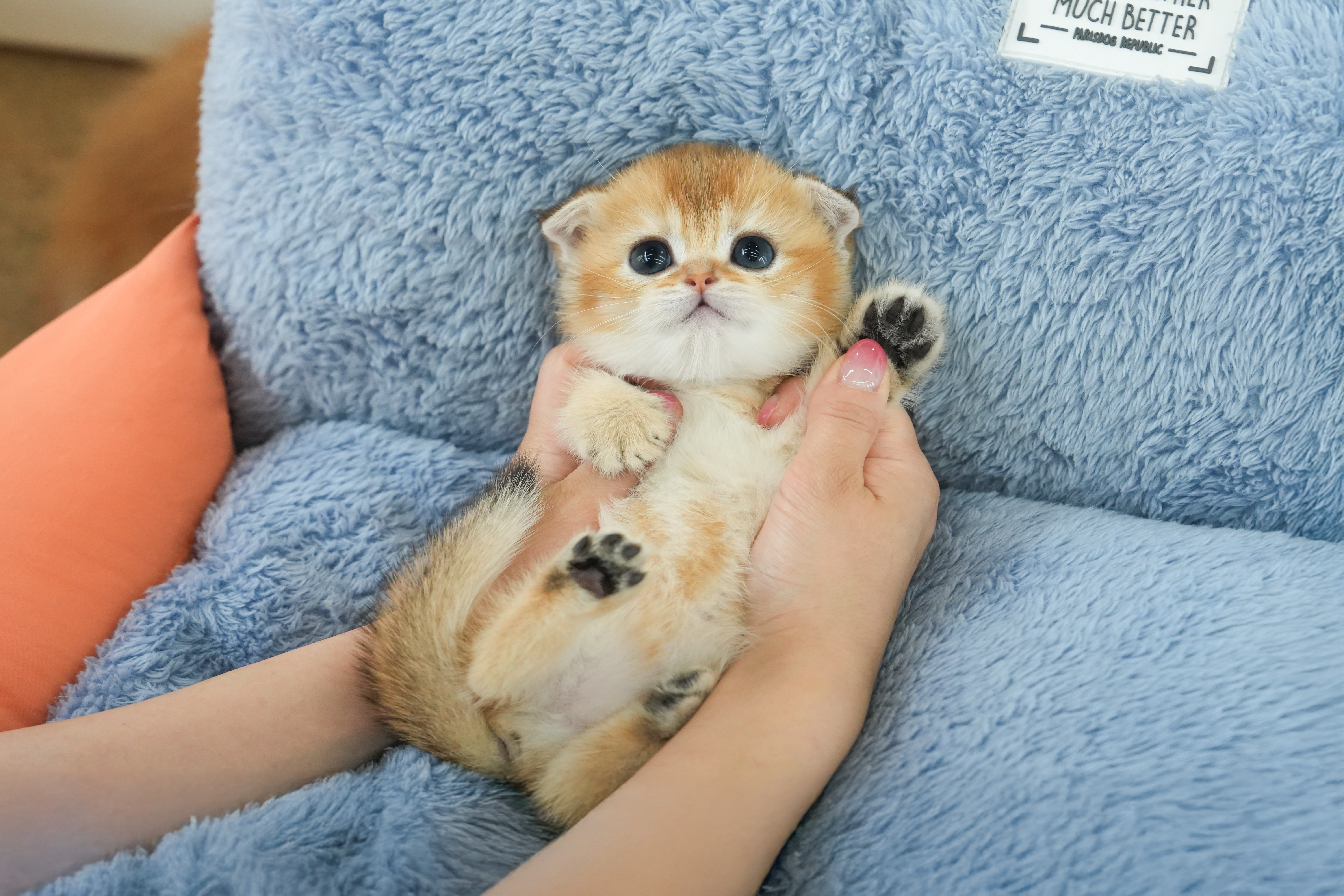 폴드_여아_더블원_060419 복사.jpg