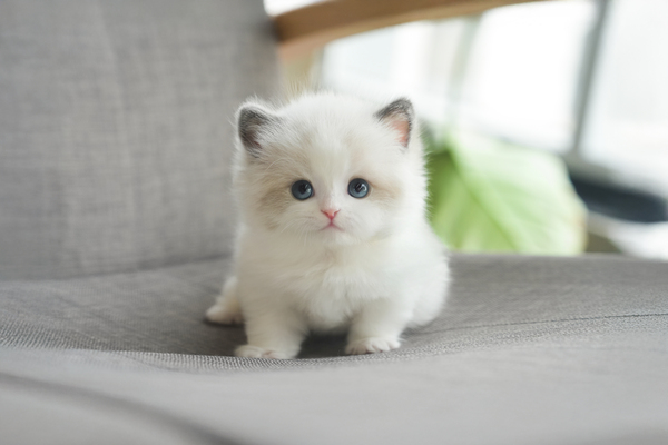 랙돌_남아_k-1켓터리_460275 복사 65.jpg