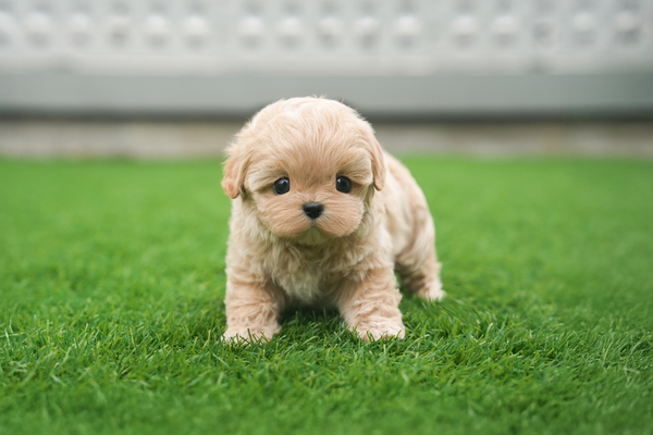 말티푸_여아_이정애_250233 복사15.jpg