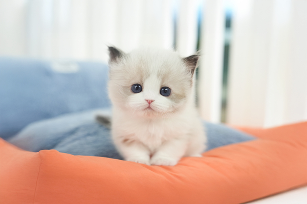 랙돌_남아_힐링캐터리_180428 복사35.jpg