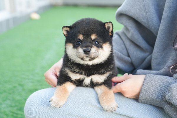 시바_여아_합천일번지_720140 복사.jpg